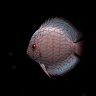 ブルーオアシス~魚の癒し空間~