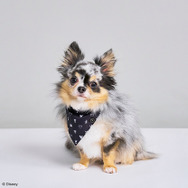 『ドラクエ』スライムのドーム型ハウスや『FF7』バスターソード爪とぎなど、可愛いアイテム多数！スクエニのペットブランド「SQEX PETs」が予約受付中