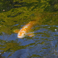 『ヘブンバーンズレッド』×「豊島園 庭の湯」コラボフォトレポート。『ヘブバン』コラボジャグジーにコラボグッズと目白押し！
