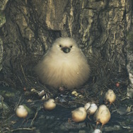 『モンハンワイルズ』大集会所に隠れる「巨大フワフワクイナ」にもう会った？可愛らしい仕草にキュン―時々アイテムもくれる