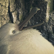 『モンハンワイルズ』大集会所に隠れる「巨大フワフワクイナ」にもう会った？可愛らしい仕草にキュン―時々アイテムもくれる