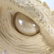 お値段12万円、抱えるほどのビックサイズ！「ガメラ（1995）」スーツ頭部を再現したヘッドモデルのクオリティが凄まじい