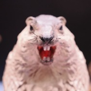 大迫力の「ガンダムバルバトス」から、ひっそり紛れていた「ずんだどん」まで見所目白押し！今年は展示スペースも拡大【八展2025フォトレポート】