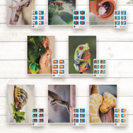 リアルで可愛い「一番くじ 爬虫類＆両生類」第2弾！ラストワン賞はペロッと舌を出したアオジタトカゲ