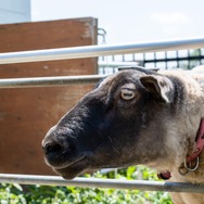 君たちは本当の「牧場の物語」を知っているか！？『牧場物語 Let's！風のグランドバザール』を目一杯楽しむためにリアル牧場に行ってきた