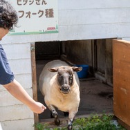 君たちは本当の「牧場の物語」を知っているか！？『牧場物語 Let's！風のグランドバザール』を目一杯楽しむためにリアル牧場に行ってきた