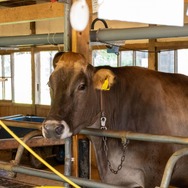 君たちは本当の「牧場の物語」を知っているか！？『牧場物語 Let's！風のグランドバザール』を目一杯楽しむためにリアル牧場に行ってきた