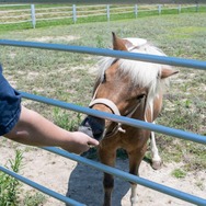 君たちは本当の「牧場の物語」を知っているか！？『牧場物語 Let's！風のグランドバザール』を目一杯楽しむためにリアル牧場に行ってきた