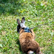 君たちは本当の「牧場の物語」を知っているか！？『牧場物語 Let's！風のグランドバザール』を目一杯楽しむためにリアル牧場に行ってきた