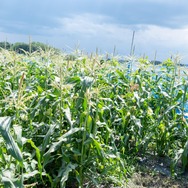 君たちは本当の「牧場の物語」を知っているか！？『牧場物語 Let's！風のグランドバザール』を目一杯楽しむためにリアル牧場に行ってきた