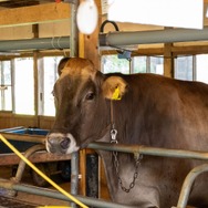 『牧場物語 Let's!風のグランドバザール』は“グランド”な最新作!その魅力と牧場シミュのオリジンならではの“独自性”について開発チームに訊いた【インタビュー】