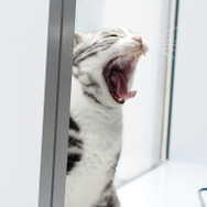 『鳴潮』＆『パニグレ』を生み出したKURO GAMESの歩みとこれからの挑戦【コラム】