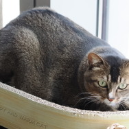 『鳴潮』＆『パニグレ』を生み出したKURO GAMESの歩みとこれからの挑戦【コラム】