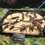 オリジナルの魂を未来へ。『MGSΔ』が“原作のゲームデザインを残す”と決断した理由とは？【インタビュー】