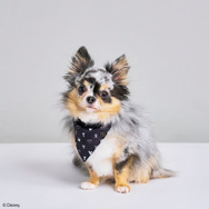 『ドラクエ』『FF』などのペット向けグッズが可愛い！「SQEX PETs」各種アイテムが9月27日発売―10月開催のペットイベントにも出展へ