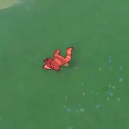 『ポケモンレジェンズZ-A』プレイヤーなら思わず共感?コミカルに前作と比較するファンアニメ公開