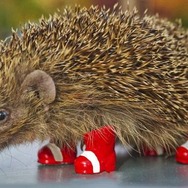 「ハリネズミを交通戦争から守ろう」 ― ソニックがハリネズミの保護に助力?
