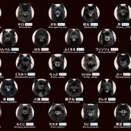 可愛すぎる“ポメラニアン”で神経衰弱!? ホワイト&ブラック限定の『ポメあわせ』新作発売へーポメ愛が試される…