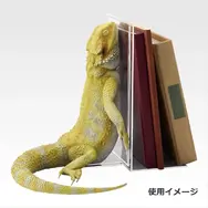 一番くじ「爬虫類＆両生類～Tiny Friends～vol.3」8月29日発売！ “変な寝相”のブックスタンドや「ボールパイソンのティッシュケース」などユニークなアイテムがラインナップ