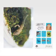 一番くじ「爬虫類＆両生類～Tiny Friends～vol.3」8月29日発売！ “変な寝相”のブックスタンドや「ボールパイソンのティッシュケース」などユニークなアイテムがラインナップ