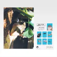 一番くじ「爬虫類＆両生類～Tiny Friends～vol.3」8月29日発売！ “変な寝相”のブックスタンドや「ボールパイソンのティッシュケース」などユニークなアイテムがラインナップ