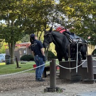【特集】現代競馬の偉大なる母、御年35歳のウインドインハーヘアに後光がさしていた…！名馬と触れ合える「ノーザンホースパーク」訪問記