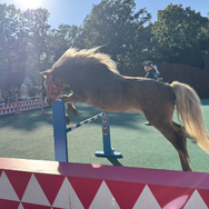 【特集】現代競馬の偉大なる母、御年35歳のウインドインハーヘアに後光がさしていた…！名馬と触れ合える「ノーザンホースパーク」訪問記
