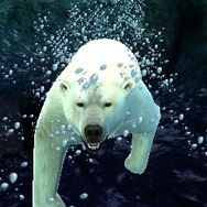 アニマルリゾート 動物園をつくろう!!