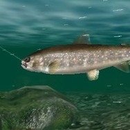 Fish Eyes 3D
