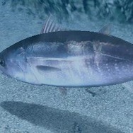 Fish Eyes 3D