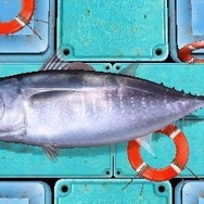 Fish Eyes 3D