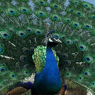 アニマルリゾート 動物園をつくろう!!