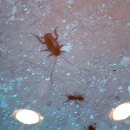 バーチャルリアリティコンテストが岐阜県各務原市テクノプラザで開催〜優勝は腕をアリがはい回るあの作品に！