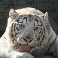 アニマルリゾート 動物園をつくろう!!