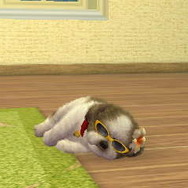 nintendogs + cats