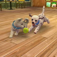nintendogs + cats