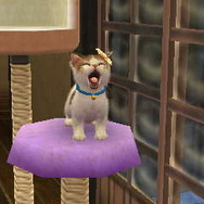 nintendogs + cats