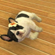 nintendogs + cats
