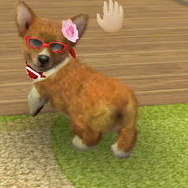 nintendogs + cats