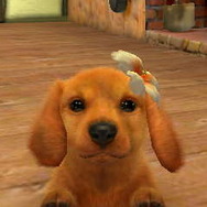 nintendogs + cats