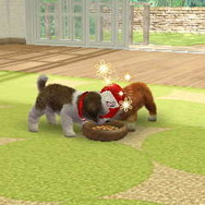 nintendogs + cats