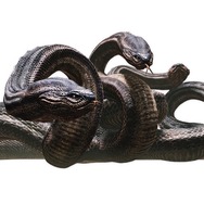 ドラゴンズ ドグマ