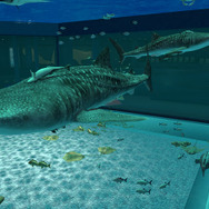 Sony Aquarium VR 黒潮の海
