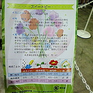 ポケモンジャングルツアーズレポート