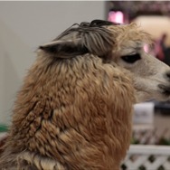 ドアラが初出演！？「ニコニコ超会議2」詳細が明らかに