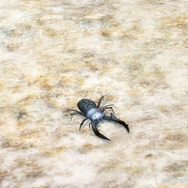 エモーション＆ギルドコスチュームが世界初公開！『マビノギ3周年記念オフラインイベント』