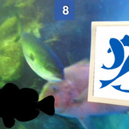 インテックと魚津、スマホ向けARアプリ『魚津水族館ARおさかな図鑑』リリース