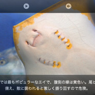 インテックと魚津、スマホ向けARアプリ『魚津水族館ARおさかな図鑑』リリース