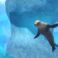 ズー・ホスピタル