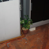 おや?こんなところにハーブが